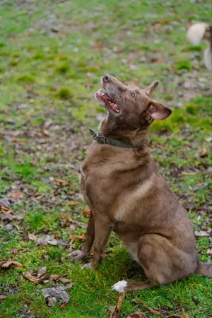 Hündin Archie sucht ein Zuhause Bild 10
