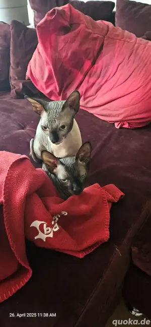 Sphynx Kater,Vater u. Sohn abzugeben