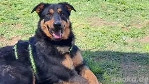 Lira sucht ein liebevolles Zuhause