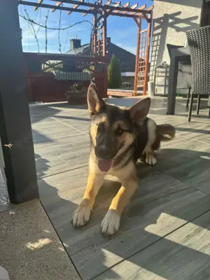 Husky Schäferhund Mischling 