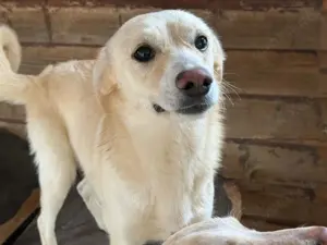 Junge Hündin Joyce sucht ihr Zuhause