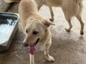 Junge Hündin 780208 sucht ihr Zuhause