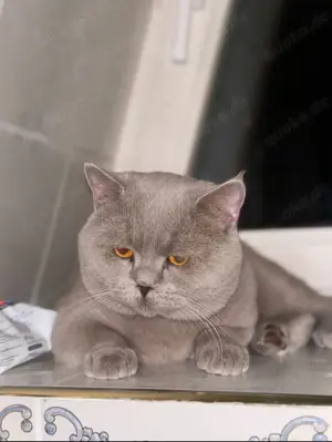 Kein Verkauf Reinrasdiger lilac BKH-Deckkater