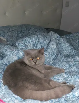 Kein Verkauf Reinrassiger lilac BKH-Deckkater Bild 5