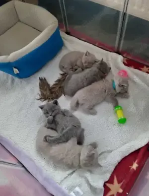 Kein Verkauf Reinrassiger lilac BKH-Deckkater Bild 6