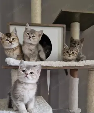 Kein Verkauf Reinrassiger lilac BKH-Deckkater Bild 8