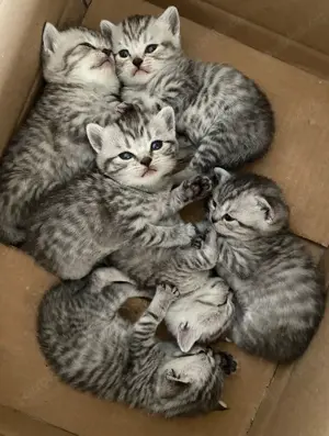 Kein Verkauf Reinrassiger lilac BKH-Deckkater Bild 10