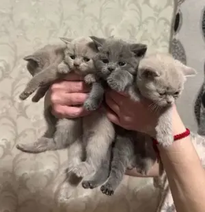 Kein Verkauf Reinrassiger lilac BKH-Deckkater Bild 4