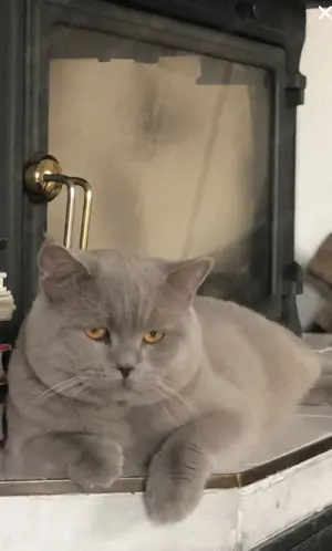 Kein Verkauf Reinrassiger lilac BKH-Deckkater Bild 9