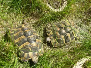 weibliche Griechische Landschildkröten NZ 2018