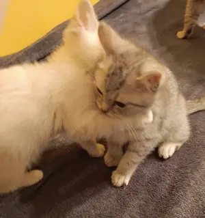 BKH-Kitten, reinrassig Bild 5
