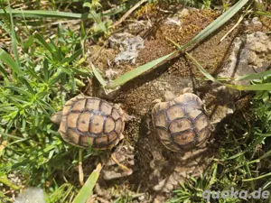 testudo graeca nabeulensis tunesische landschildkröten 