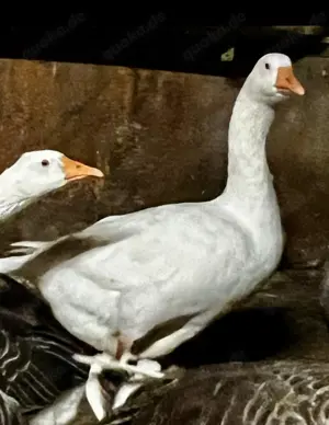 Ganter, weiß