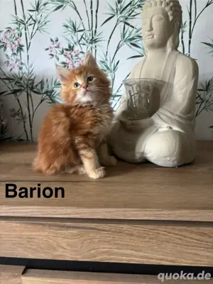 Maine Coon Kitten mit Stammbaum suchen neue Kuschelfreunde