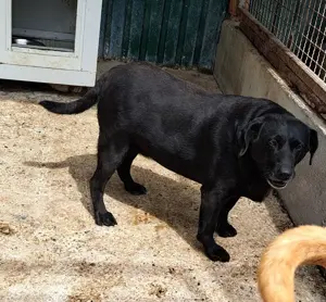 *Notfall* Mavia - Sanfte Hundeseele