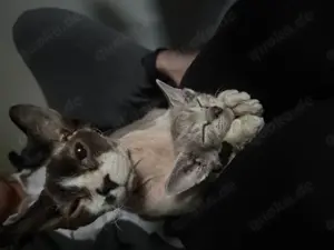 Sohynx kitten mit tast haaren Bild 3