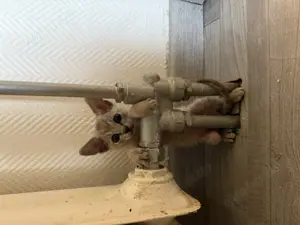 Sohynx kitten mit tast haaren Bild 4