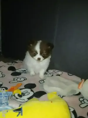 Verkaufe zwei Pomchi-Mädchen