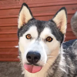 Denali - Feines Mädchen wartet auf ihre Familie