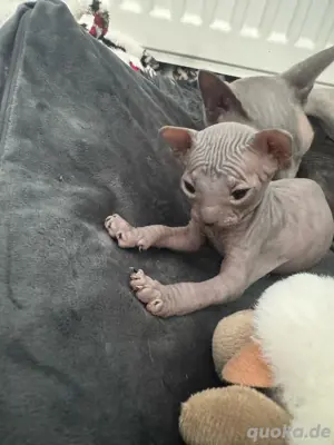 Canadian Sphynx Kitten