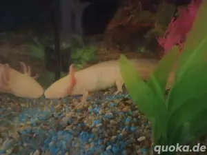 Wunderschöner Axolotl in Gold