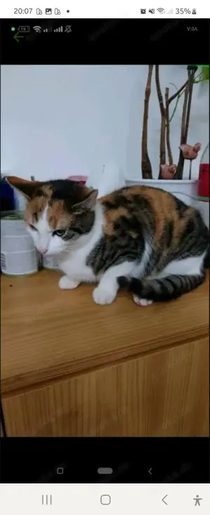 Hauskatze 3farbig