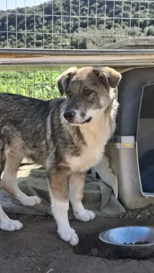 Felix so ein toller Kerl Bild 3