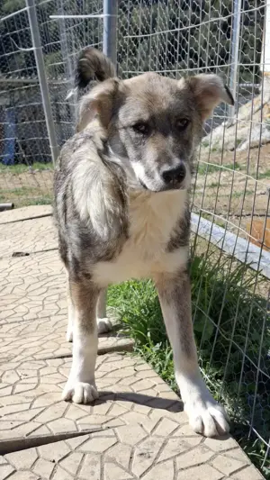 Felix so ein toller Kerl Bild 2