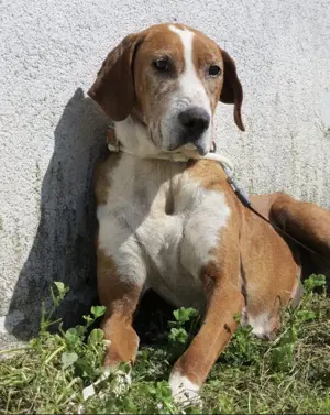 Mila, wahrscheinlich reinrassige Save Bracke (Posavski goni ) Bild 3