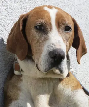 Mila, wahrscheinlich reinrassige Save Bracke (Posavski goni ) Bild 5