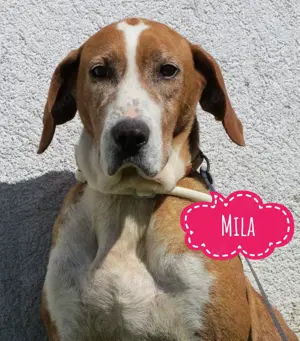 Mila, wahrscheinlich reinrassige Save Bracke (Posavski goni )