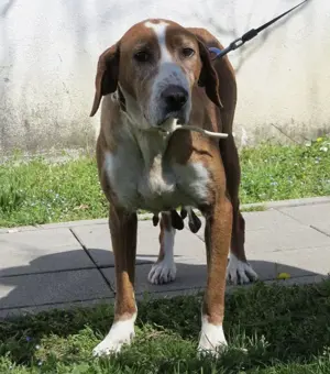 Mila, wahrscheinlich reinrassige Save Bracke (Posavski goni ) Bild 4