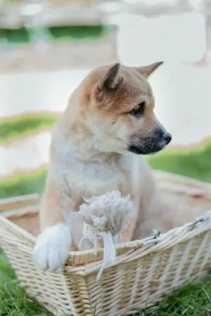 Reinrassige Shiba Inu Welpen abzugeben   Gesund, munter und bildhübsch! Nur noch ein Rüde frei!!