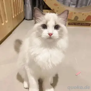 Süße Ragdoll-Kätzchen verfügbar