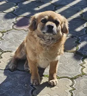 kleine LIA möchte eine Familie