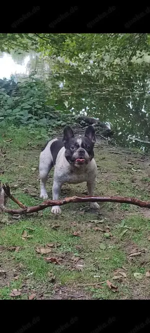 Reinrassige französische Bulldogge zur Deckung.  