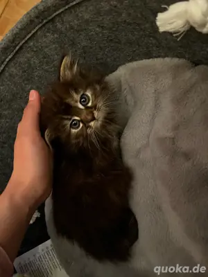 kater sucht neues Zuahuse 