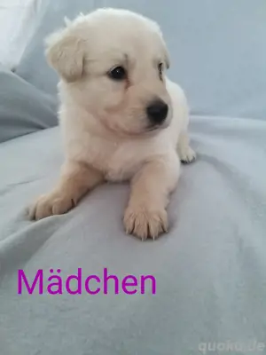 Unsere kleinen Herzensbrecher suchen ein liebevolles Zuhause! 