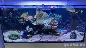 Meerwasser Aquarium 