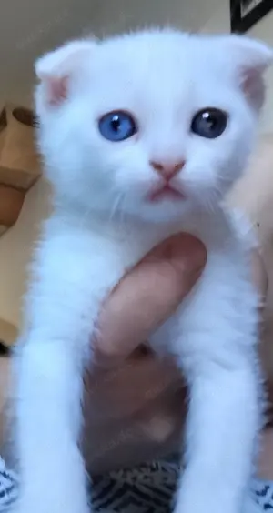 BKH Kitten 