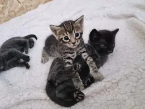 Kitten Bengal Maine Coon Mix