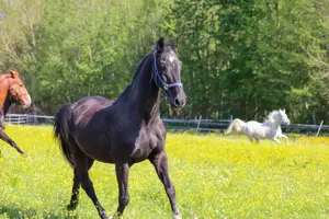 Pferdeboxen frei