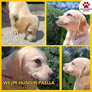 Paella Welpe Mischling Hündin Jundhund sucht Zuhause oder Pflegestelle