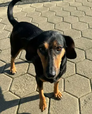 Mausi   Dea zierliche, aufgeweckte Hündin Mischling sucht Zuhause oder Pflegestelle Bild 5