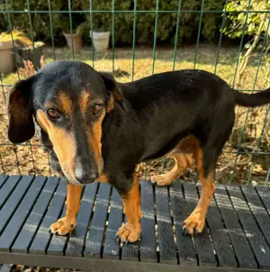 Mausi   Dea zierliche, aufgeweckte Hündin Mischling sucht Zuhause oder Pflegestelle Bild 4