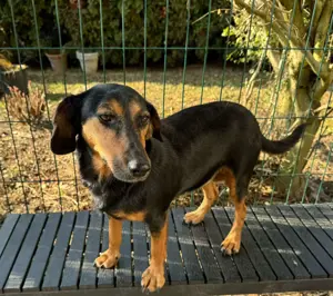 Mausi   Dea zierliche, aufgeweckte Hündin Mischling sucht Zuhause oder Pflegestelle Bild 3