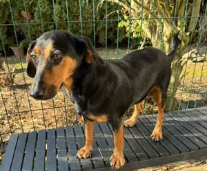 Mausi   Dea zierliche, aufgeweckte Hündin Mischling sucht Zuhause oder Pflegestelle Bild 2