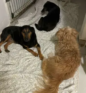 Mausi   Dea zierliche, aufgeweckte Hündin Mischling sucht Zuhause oder Pflegestelle Bild 7