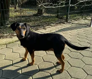 Mausi   Dea zierliche, aufgeweckte Hündin Mischling sucht Zuhause oder Pflegestelle Bild 6