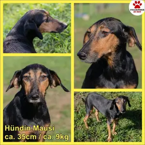 Mausi   Dea zierliche, aufgeweckte Hündin Mischling sucht Zuhause oder Pflegestelle